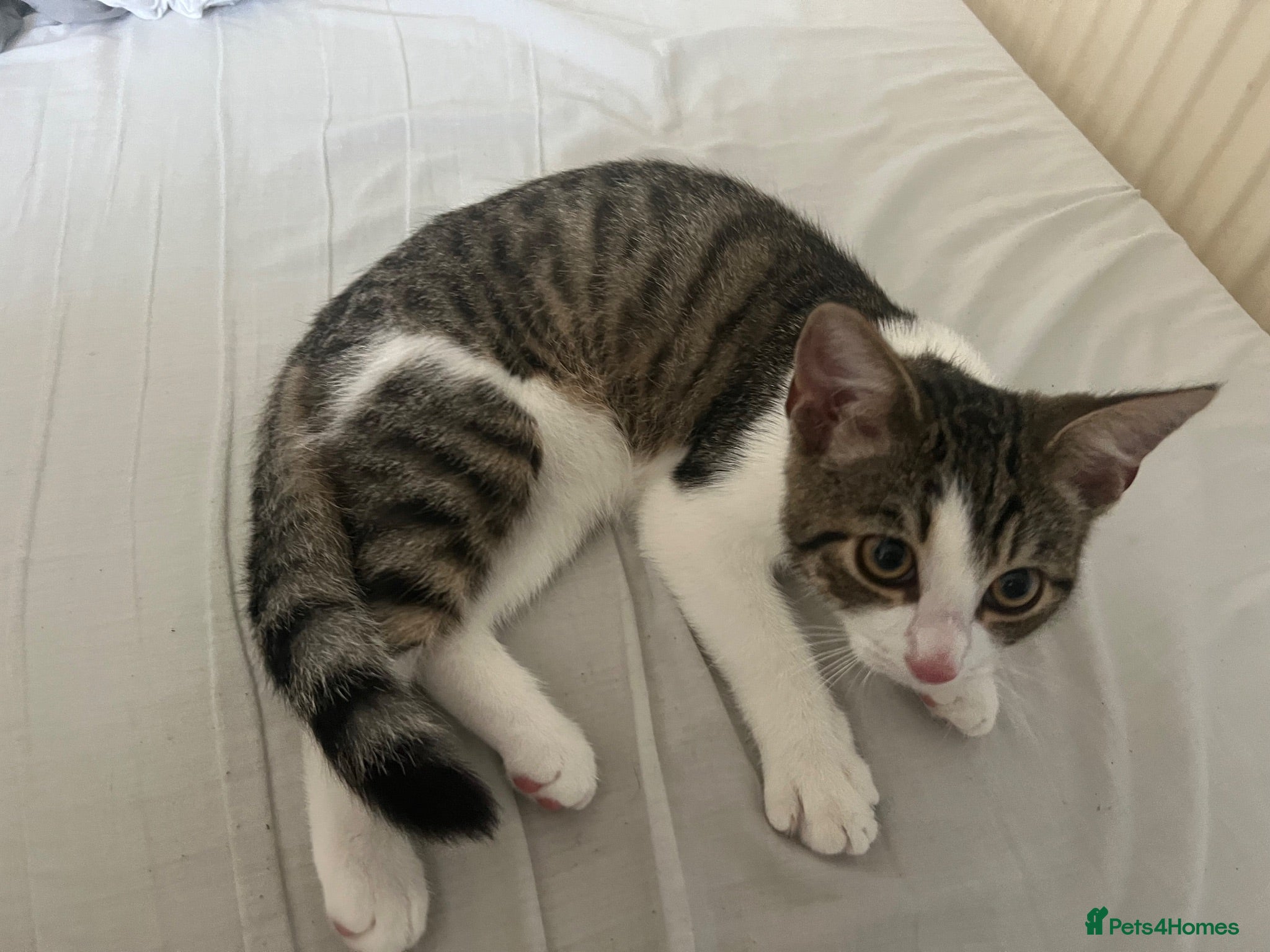 Mixed Breed cats Kitten looking new home - Advert 2