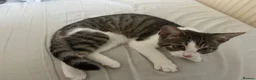 Mixed Breed cats for sale: Kitten looking new home - Advert 2