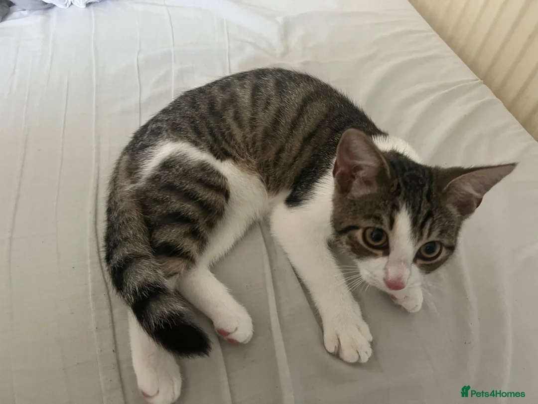 Mixed Breed cats for sale: Kitten looking new home - Advert 2