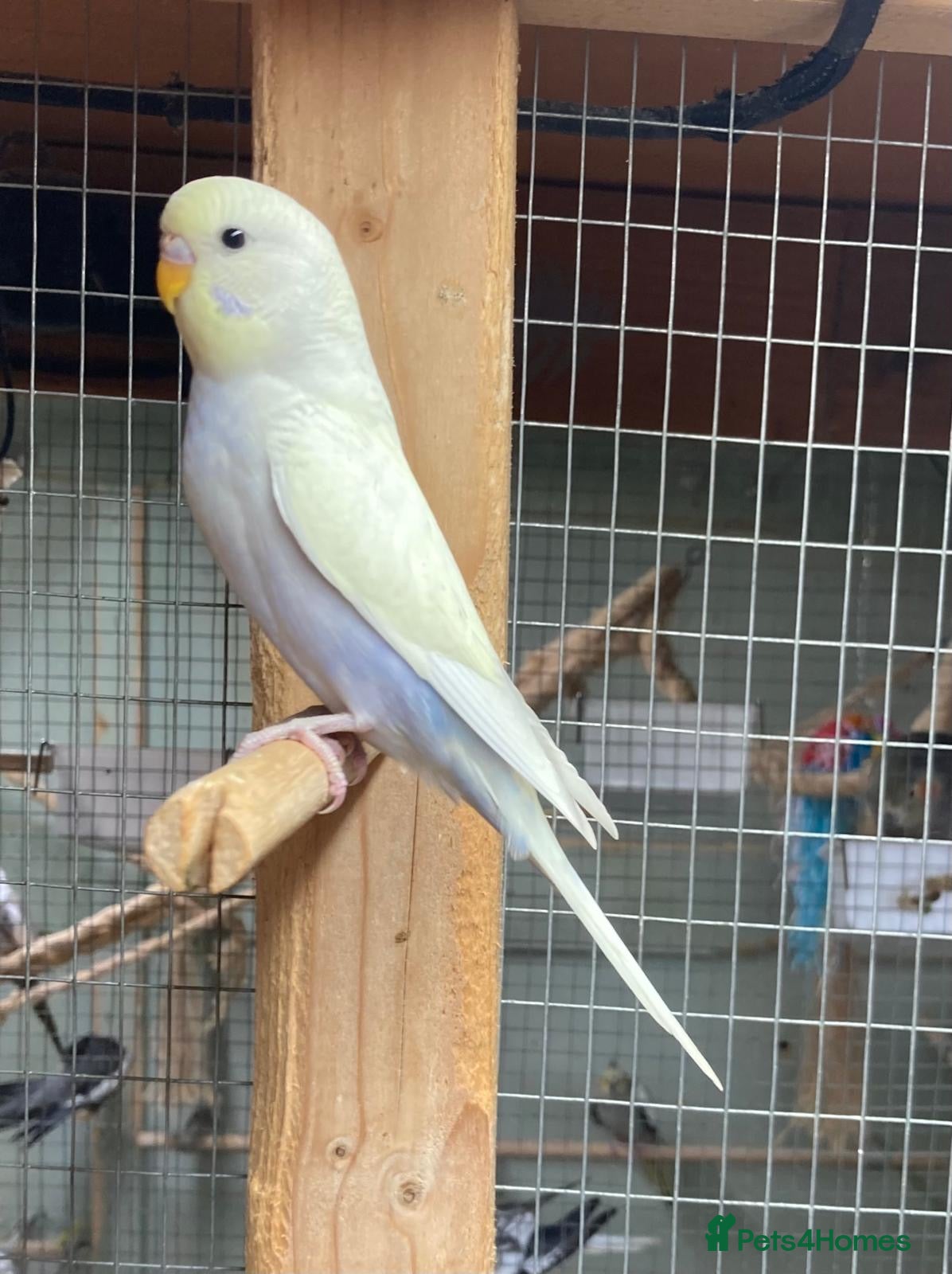 Budgerigars birds Baby budgies all bred in our aviary  - Advert 1