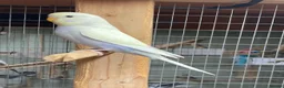 Budgerigars birds for sale: Baby budgies all bred in our aviary  - Advert 9