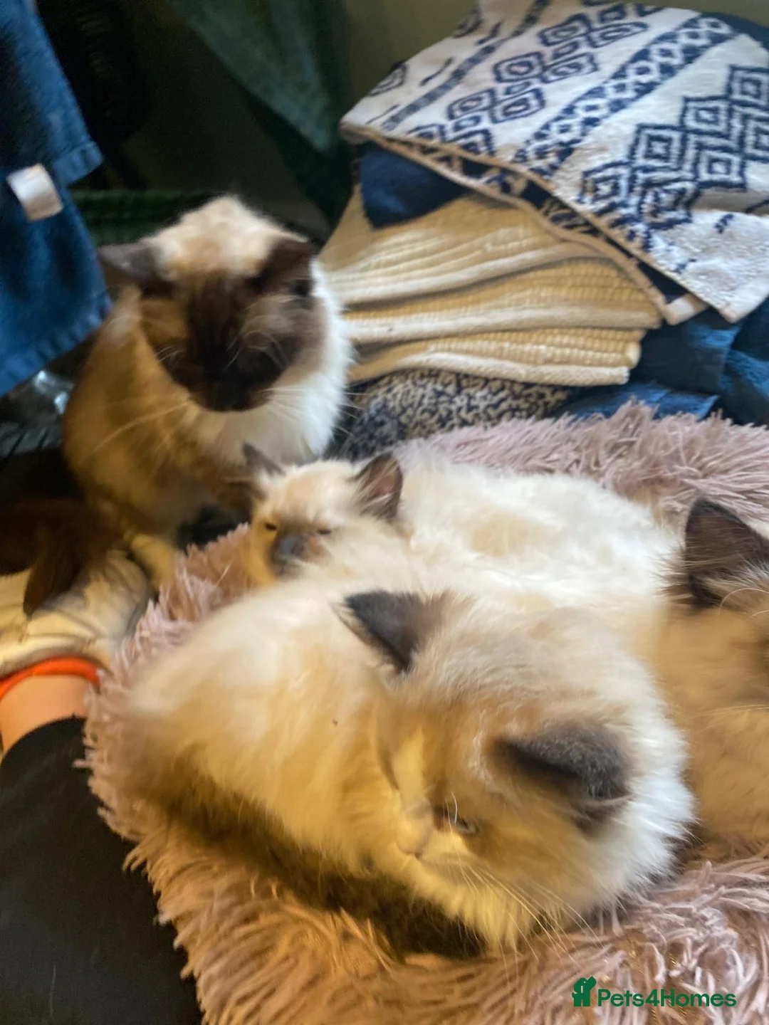 Ragdoll cats for sale: 3x stunning GCCF reg ragdolls remanding.   - Advert 17