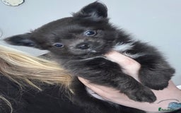 Chihuahua dogs for sale: Long coat Chihuahua puppies - Image 7