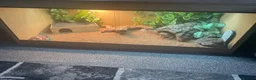 Bearded Dragon reptiles for sale: Bearded dragon and set up for sale - Advert 4