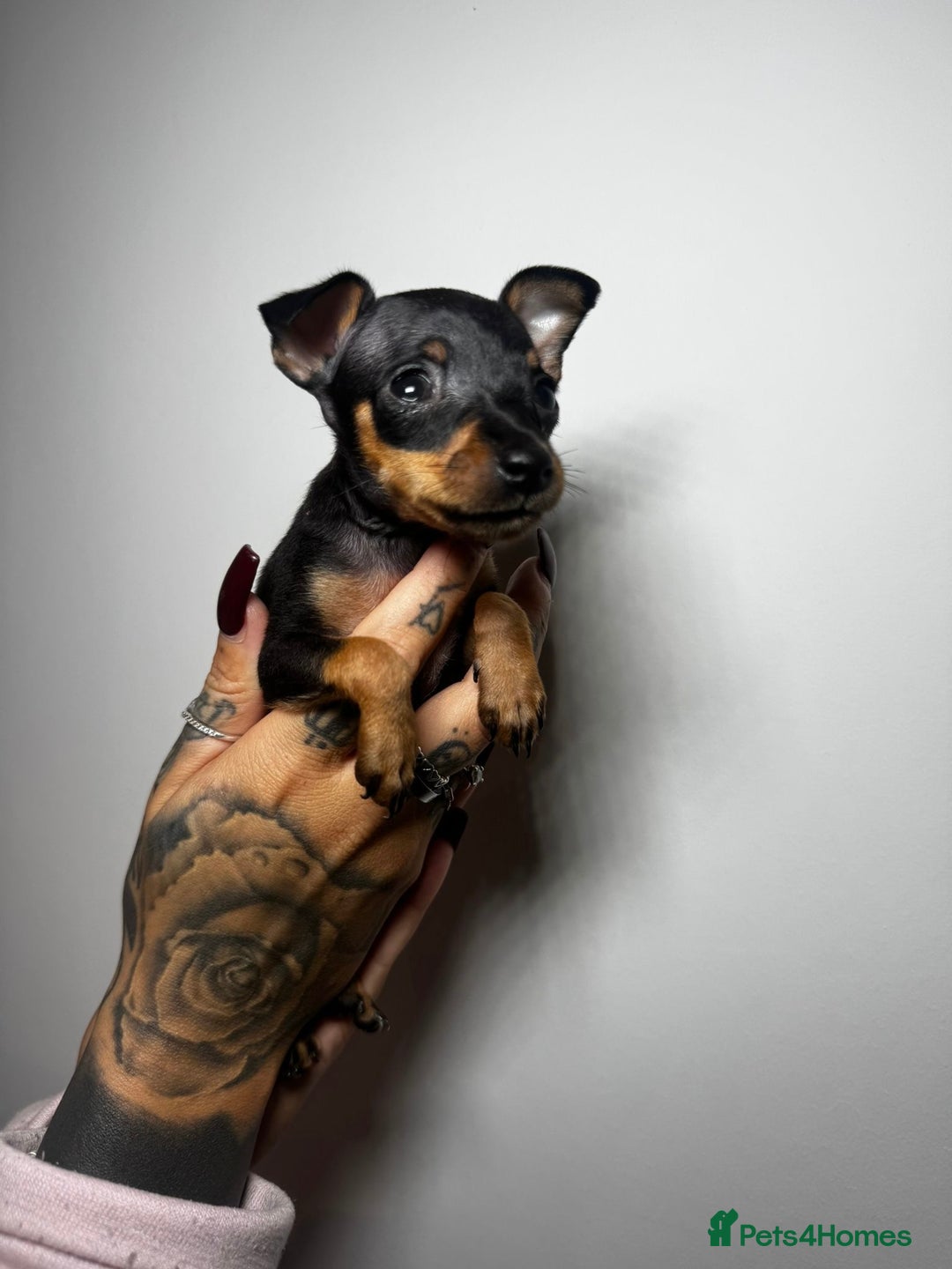 Miniature Pinscher dogs for sale: 🐾 Adorable Pocket Pincher Puppies 🐾 - Image 5