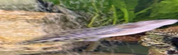 Axolotl reptiles for sale: Axolotl Babies for Sale – Healthy, Home Bred - Advert 12