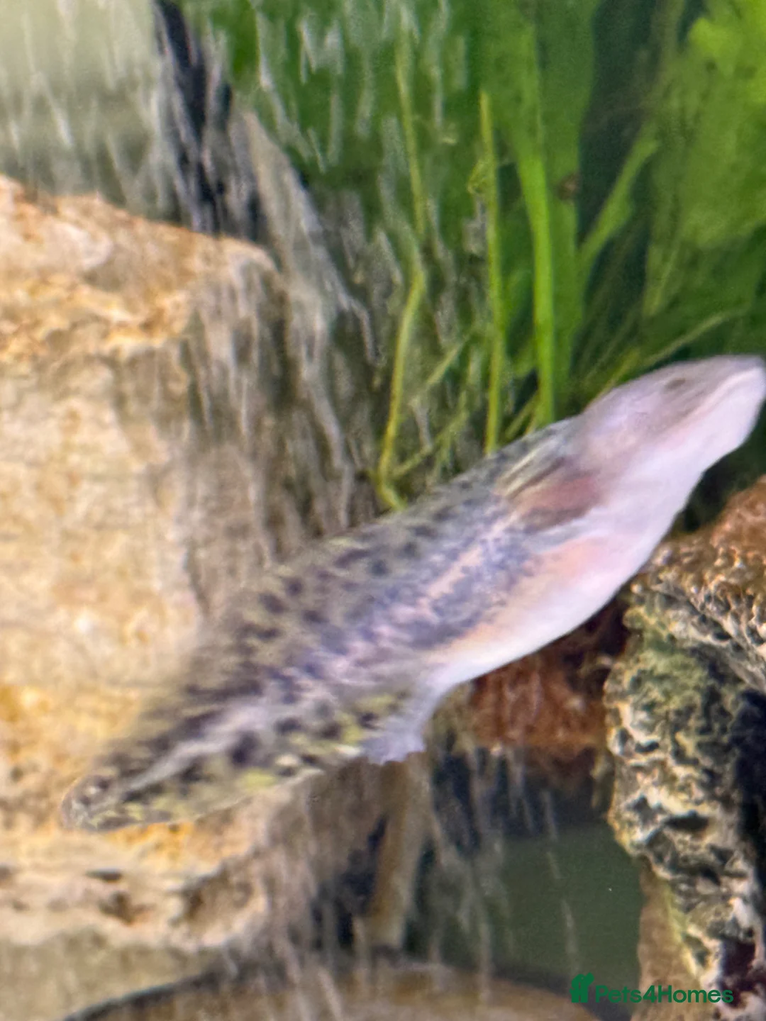 Axolotl reptiles for sale: Axolotl Babies for Sale – Healthy, Home Bred - Advert 12