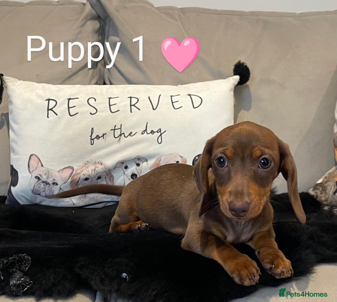 Miniature Dachshund dogs for sale: Ethically Bred Superior Health Tested Miniatures - Image 24