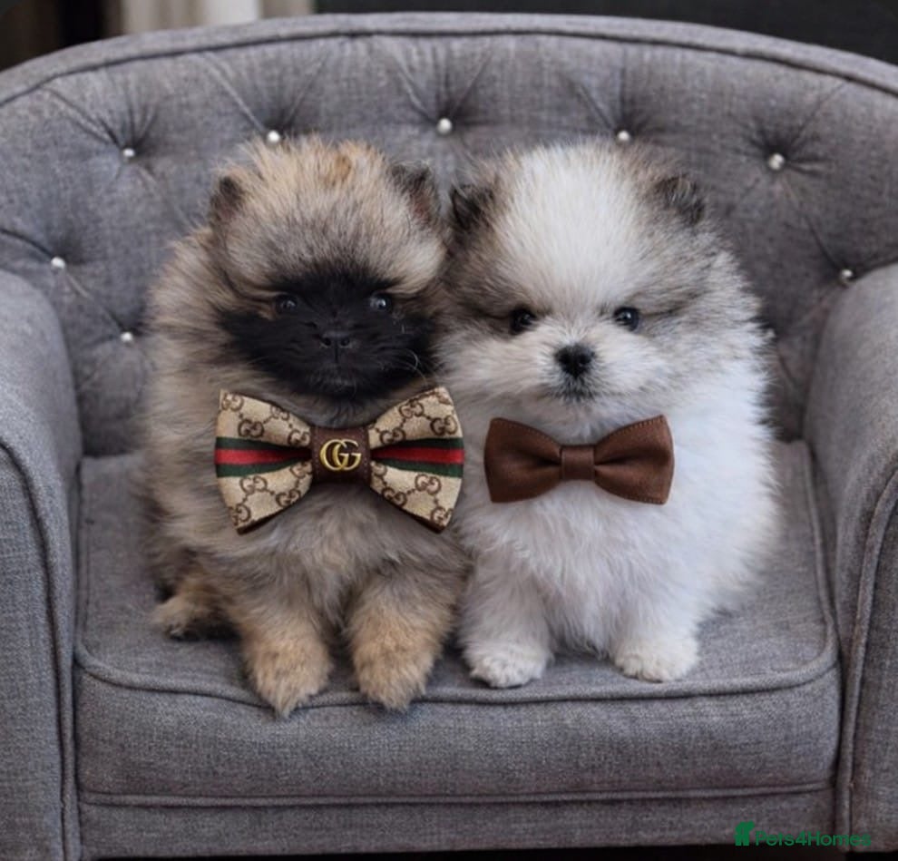 Pomeranian dogs Stunning Male Pomeranians - Advert 2