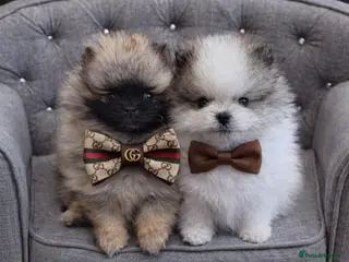 Pomeranian dogs Stunning Male Pomeranians - Advert 2