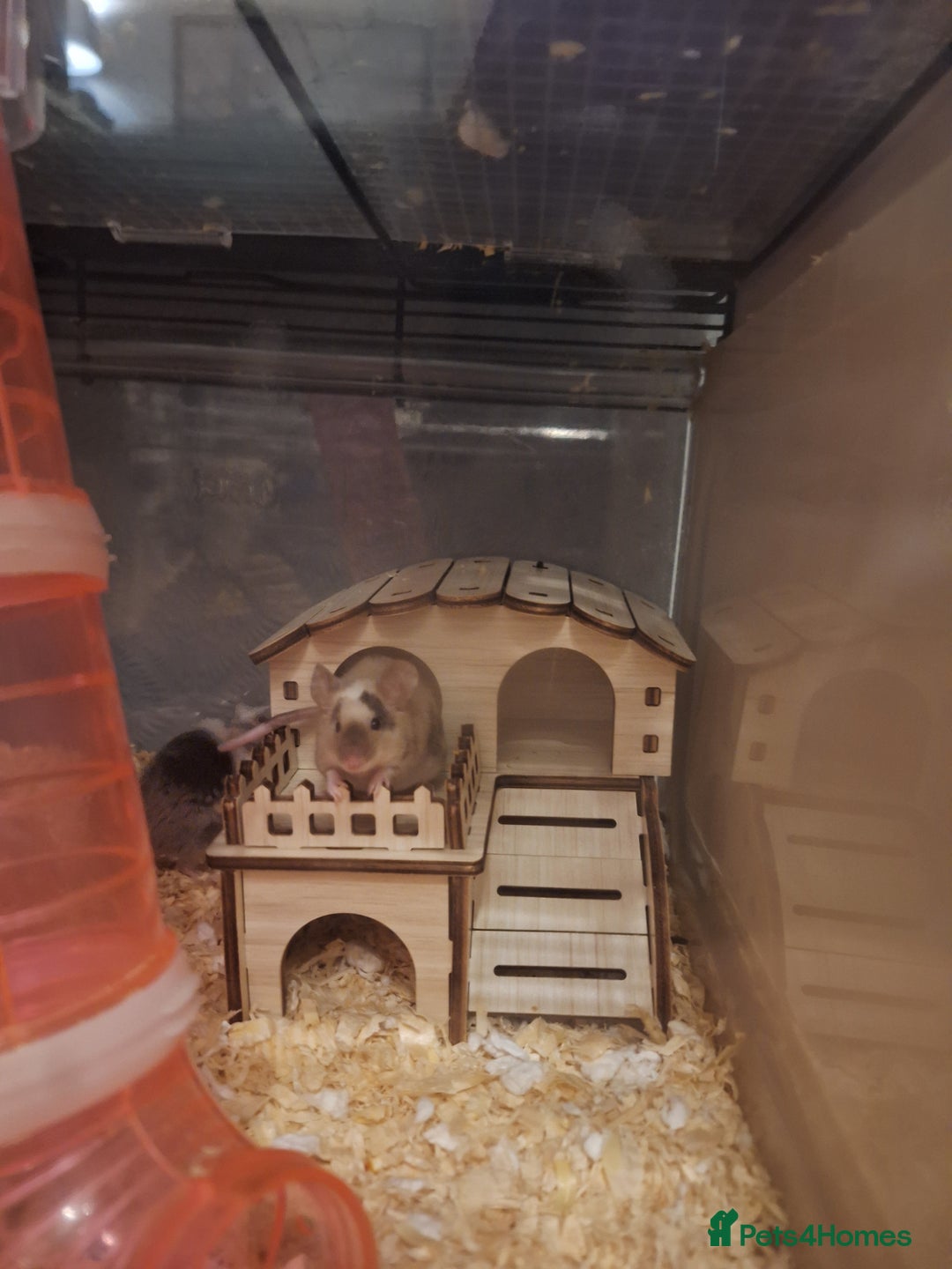 Mouse rodents for sale: 4 x female mice and cage  - Advert 9