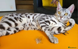 Bengal cats for sale: Exceptional Silver Rosetted Boy Available  - Advert 7