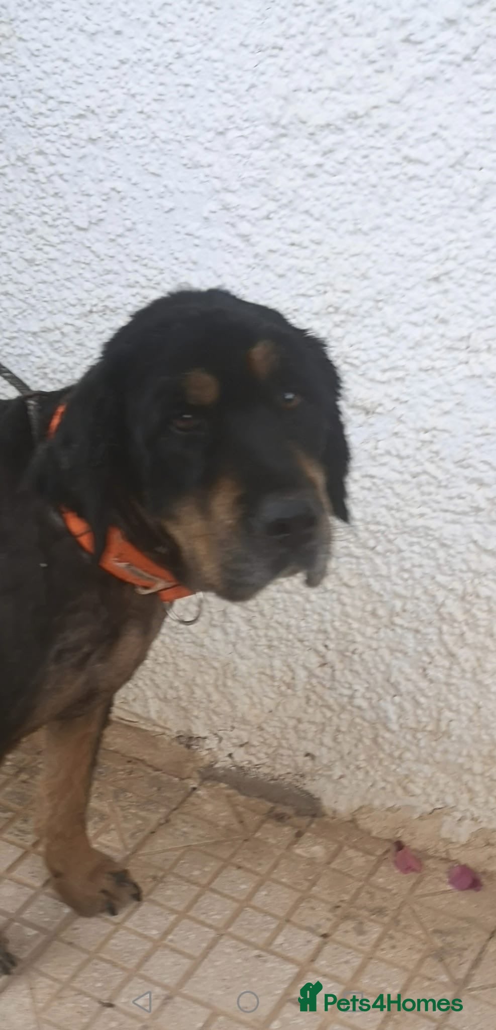 Mixed Breed dogs Zimba ❤️Looking for Her Perfect Kingdom 👑🐾 - Advert 19
