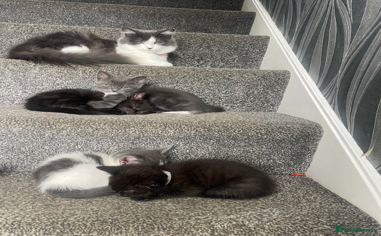 Mixed Breed cats - Advert 2