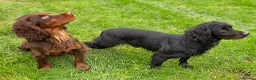 Cocker Spaniel dogs for stud: Our lovable & small type black cocker spaniel stud in Bristol - Advert 2