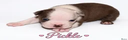 Boston Terrier dogs for sale: KC registered Boston Terrier Puppies  in Swanage - Advert 4