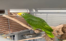 Parrots birds for sale: AMAZON YELLOW CROWNED PANAMA PROVEN PAIR - Image 15