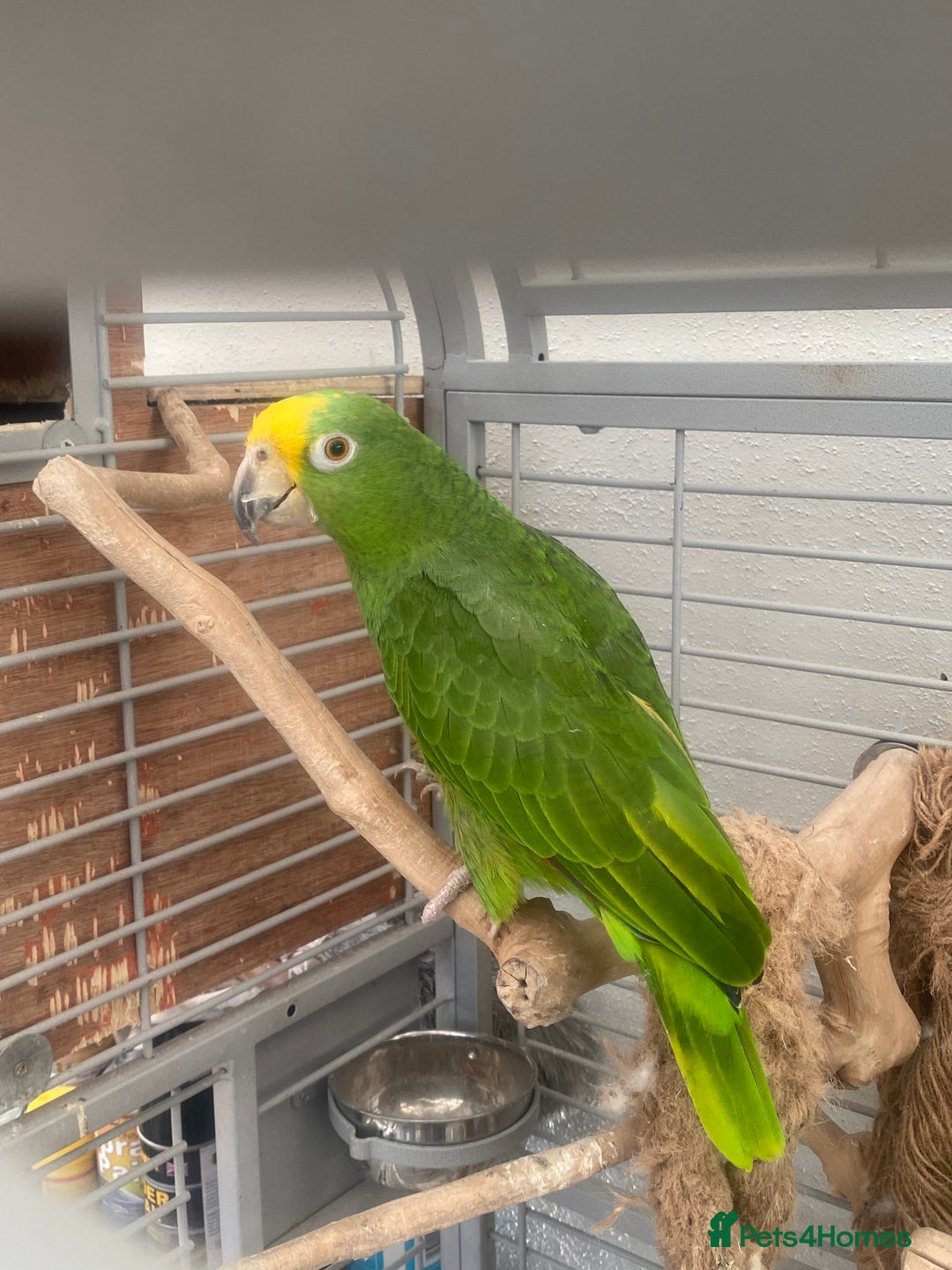 Parrots birds for sale: AMAZON YELLOW CROWNED PANAMA PROVEN PAIR - Image 15