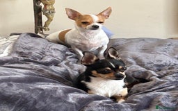 Chihuahua dogs for sale: Puppy  - Image 14