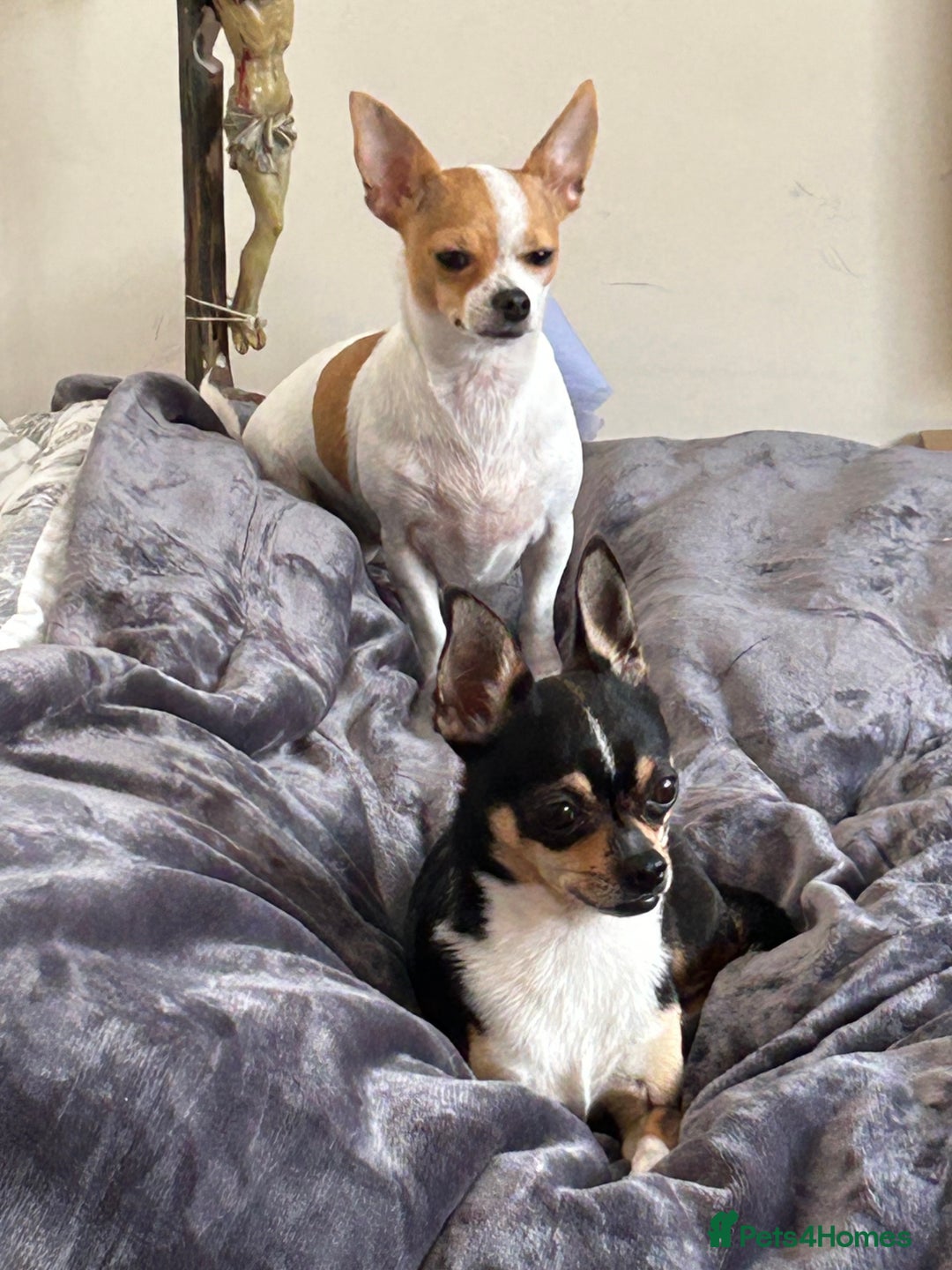 Chihuahua dogs for sale: Puppy  - Image 14