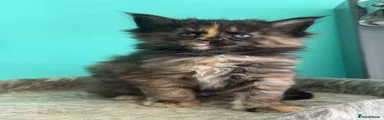 Maine Coon Kitten 4