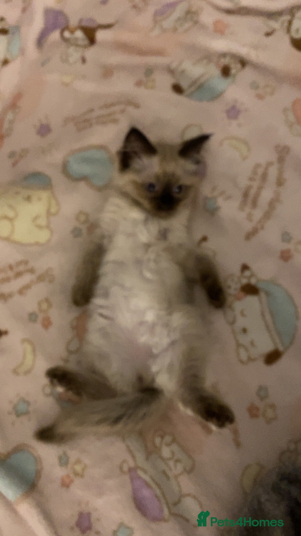 Ragdoll cats for sale: Female Ragdoll Kitten - Advert 3