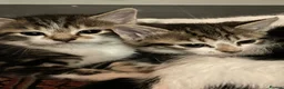 Mixed Breed cats for sale: 4 beautiful kittens for sale - Advert 1