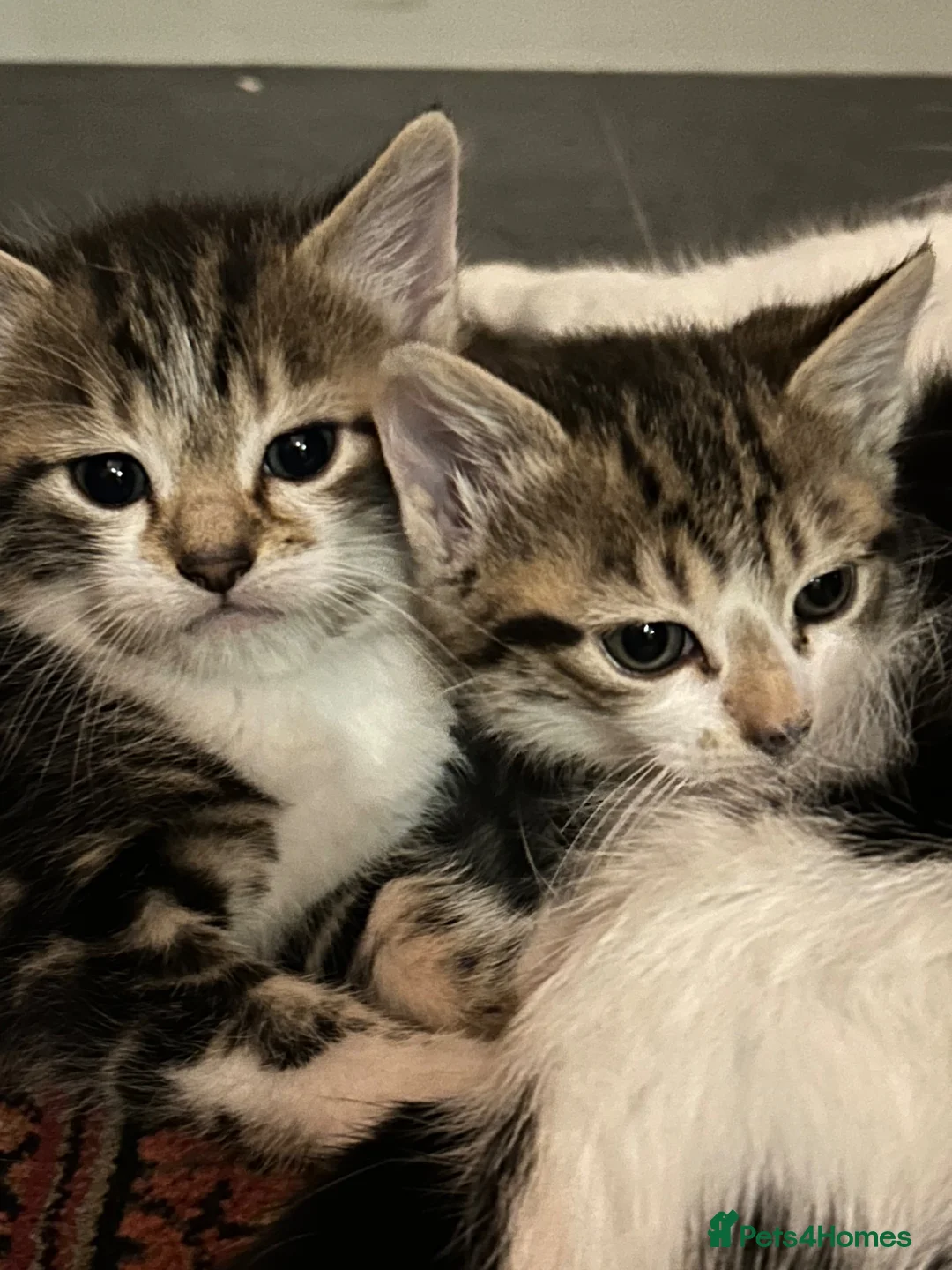 Mixed Breed cats for sale: 4 beautiful kittens for sale - Advert 1