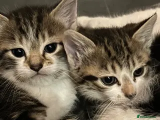 Mixed Breed cats 4 beautiful kittens for sale - Advert 1