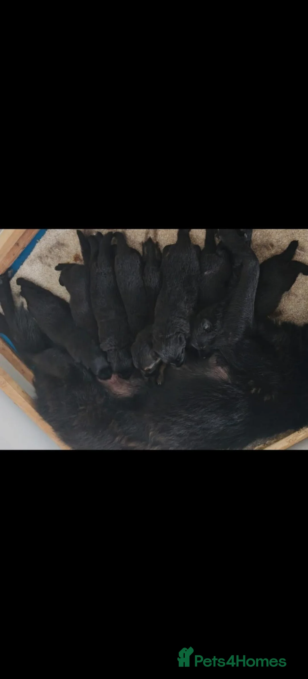 German Shepherd dogs for sale: Stunning German shepherd pups in Chorley - Advert 11