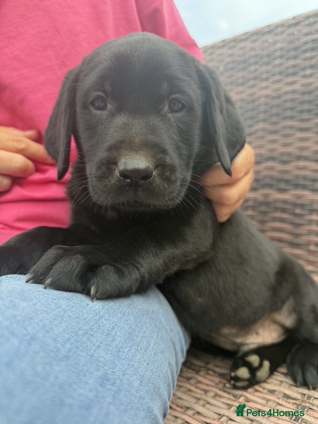 Labrador Retriever dogs FAMILY RAISED KC LABRADORS - Advert 2