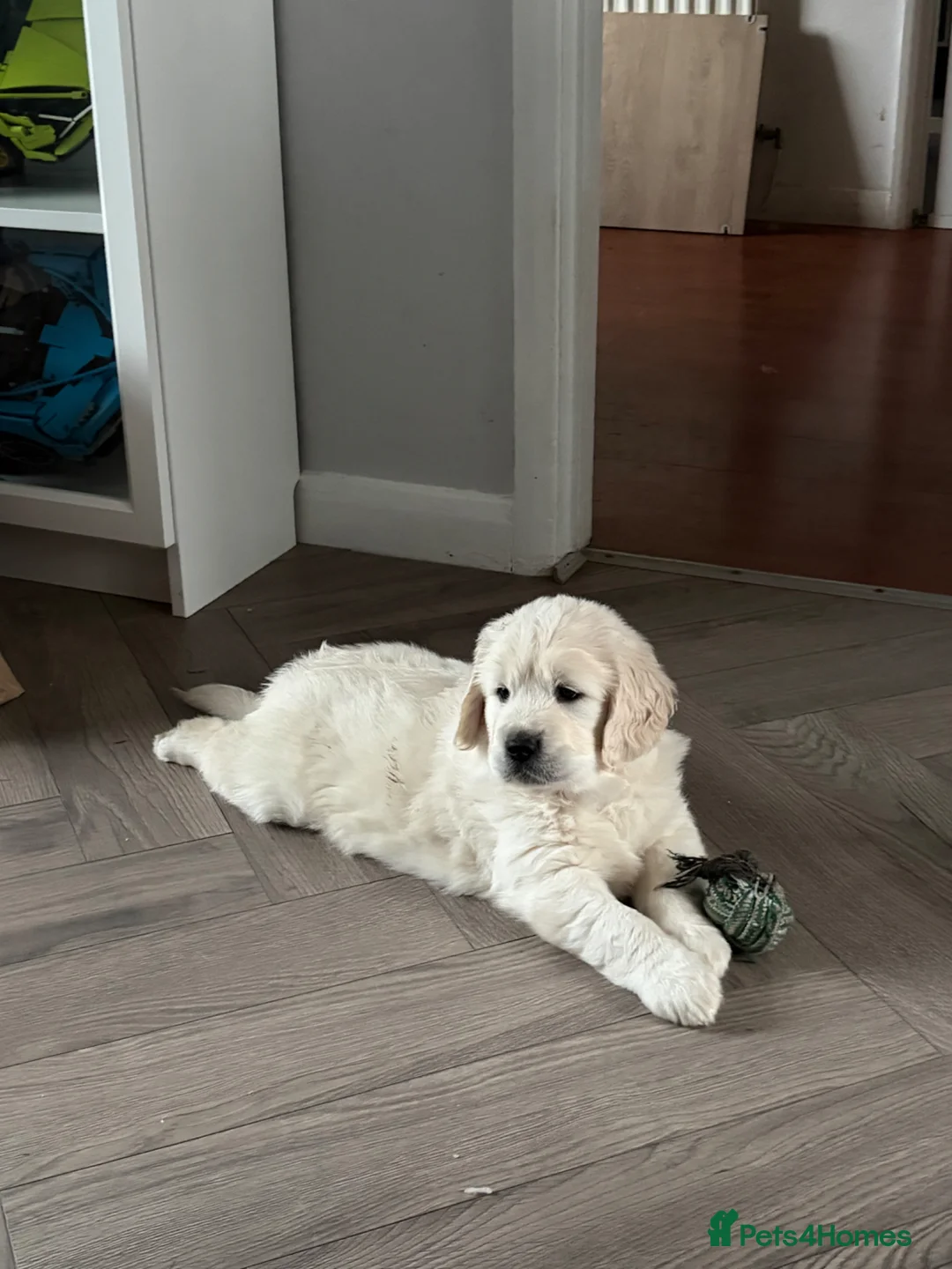 Golden Retriever dogs for sale: Ready now - male chunky cream Golden Retriever  - Advert 11