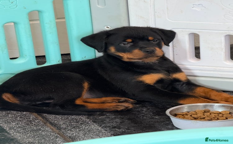 Rottweiler dogs - Advert 12