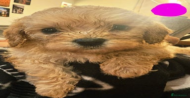 Mixed Breed dogs - Advert 3