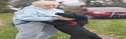 Mixed Breed dogs for adoption: FOSTER CALL:❤️NICOL❤️Energetic, Playful, Loving in Bude - Advert 14