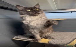 Maine Coon cats for sale: Black smoke maine coon boy Smokey - Image 4