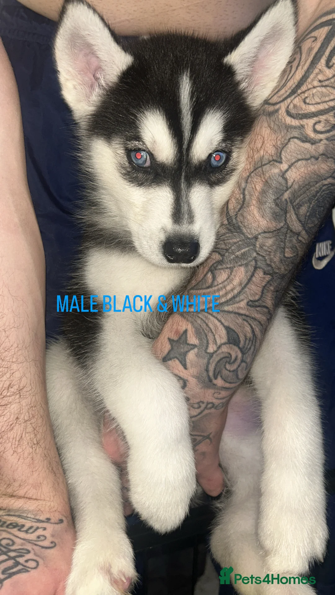 Siberian Husky dogs for sale: PURE SIBERIAN HUSKY PUPPIES  - Advert 13