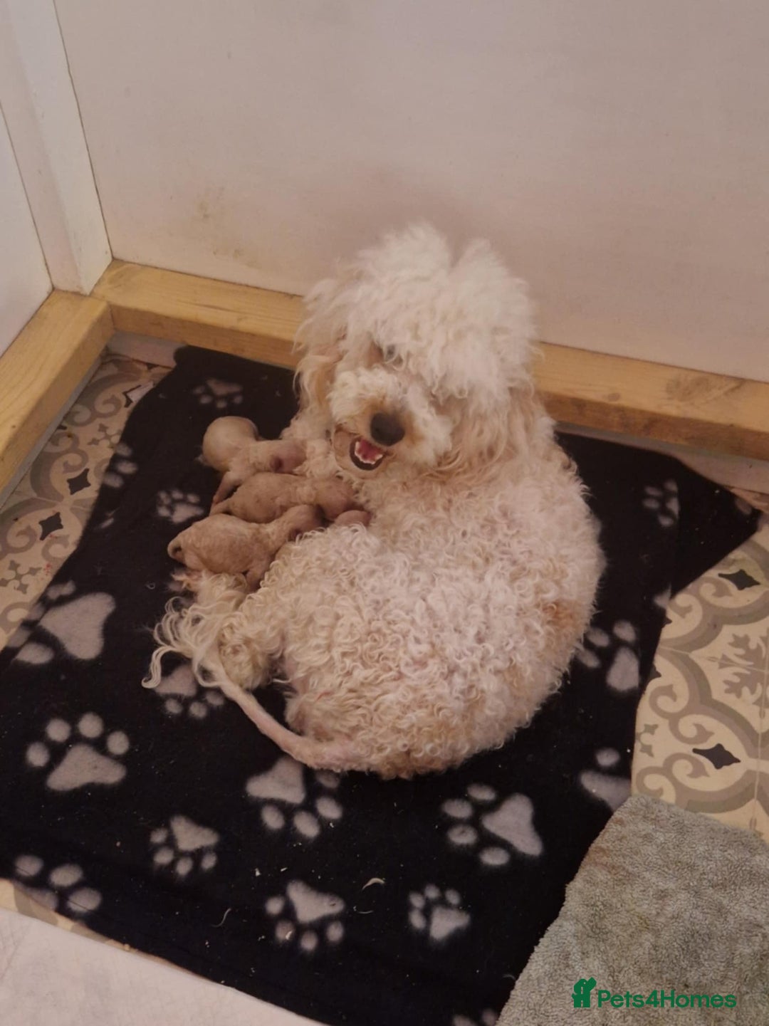 Cockapoo dogs for sale: F1BB Apricot Cockapoo Puppies. - Image 9