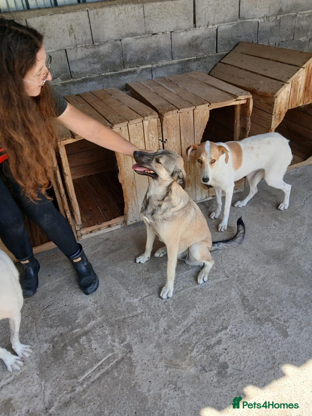 Mixed Breed dogs for adoption: Kiwi, 1 yr old. Available for adoption. - Image 20