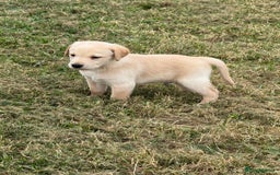 Labrador Retriever dogs for sale: Pedigree Labrador Puppies  - Image 10