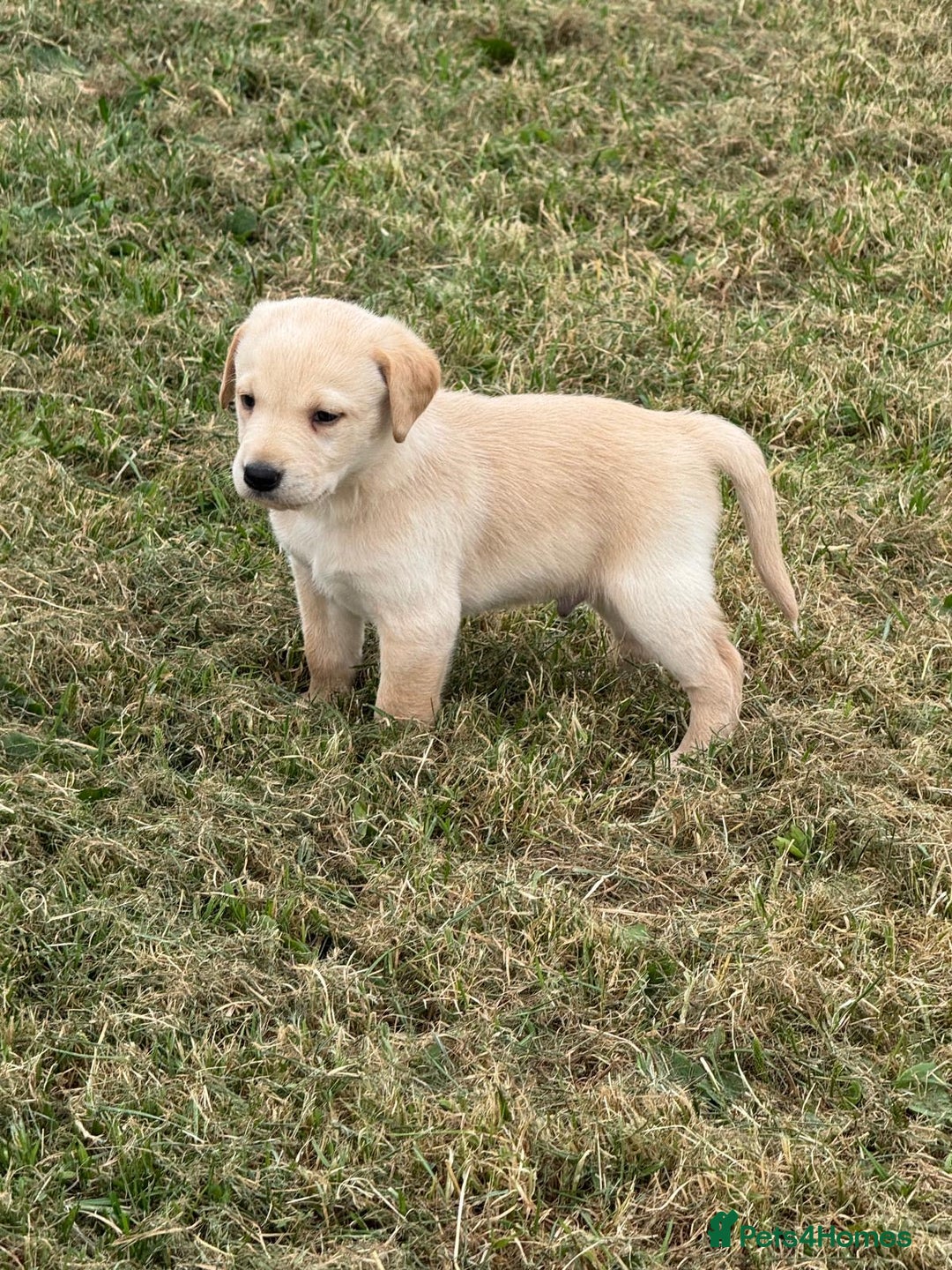 Labrador Retriever dogs for sale: Pedigree Labrador Puppies  - Image 10