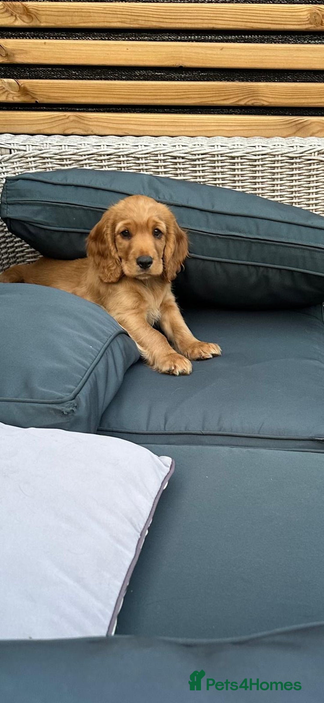 Cocker Spaniel dogs for sale: Stunning KC registered Working Cocker Spaniels  - Image 31