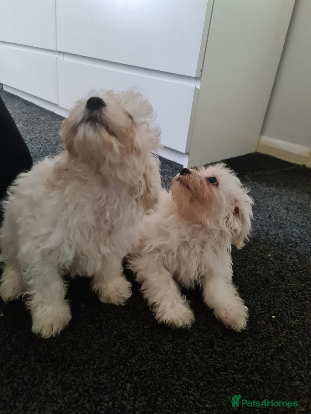 Bichon Frise dogs for sale: 2 Fluffy Bichon Frise puppies looking for a home! - Image 4