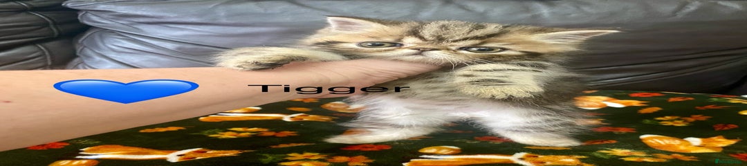 Tigger