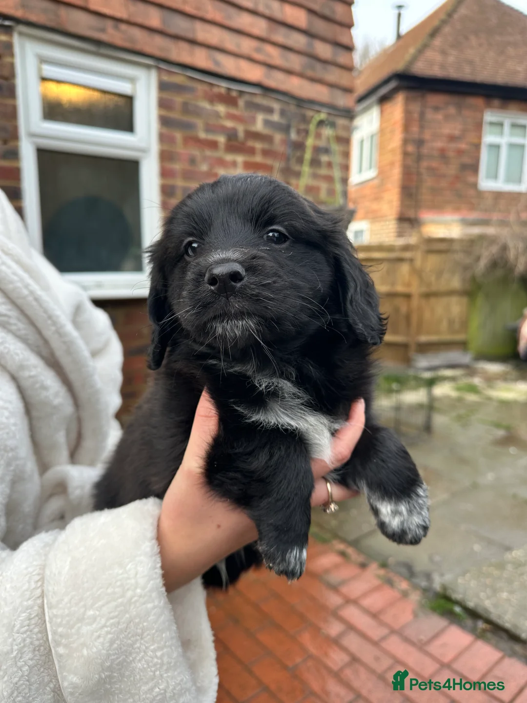 Mixed Breed dogs for sale: Pom X Cocker spaniel  in Cranbrook - Advert 5