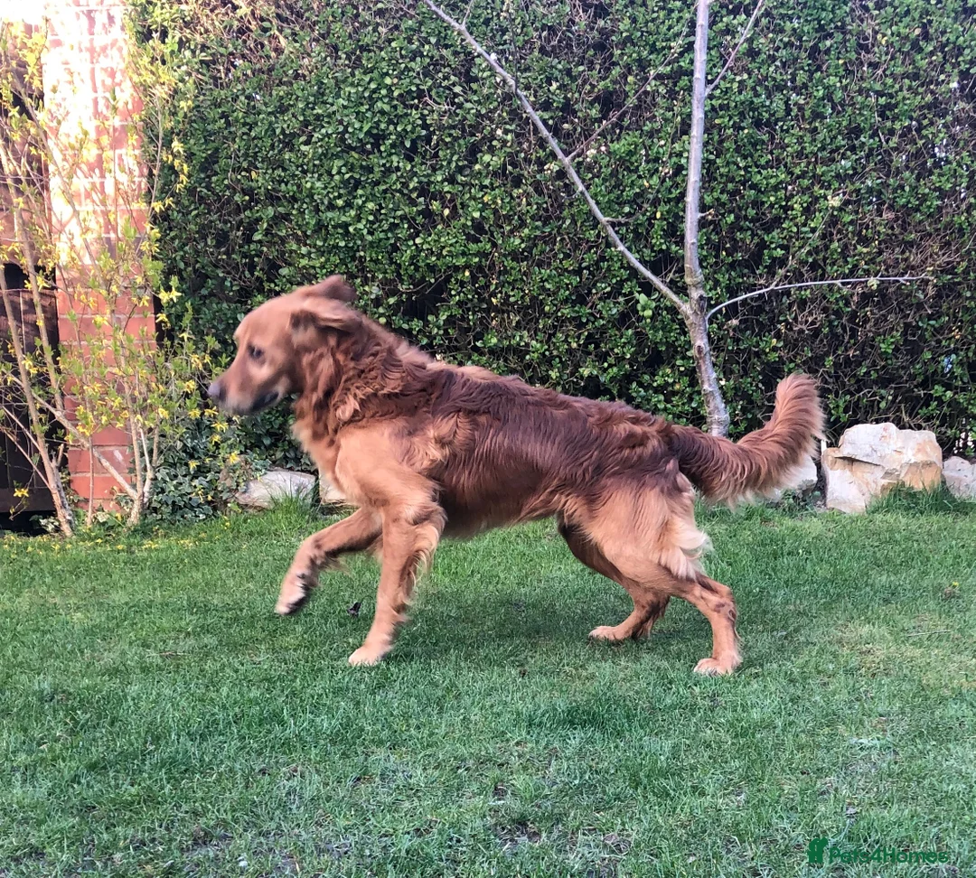 Golden Retriever dogs for stud: Castori Spirit Golden Retriever Stud 100% DNA Test in Barnsley - Advert 8
