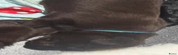 Labrador Retriever dogs for sale: Labrador puppies Kennel club health tested  - Advert 14