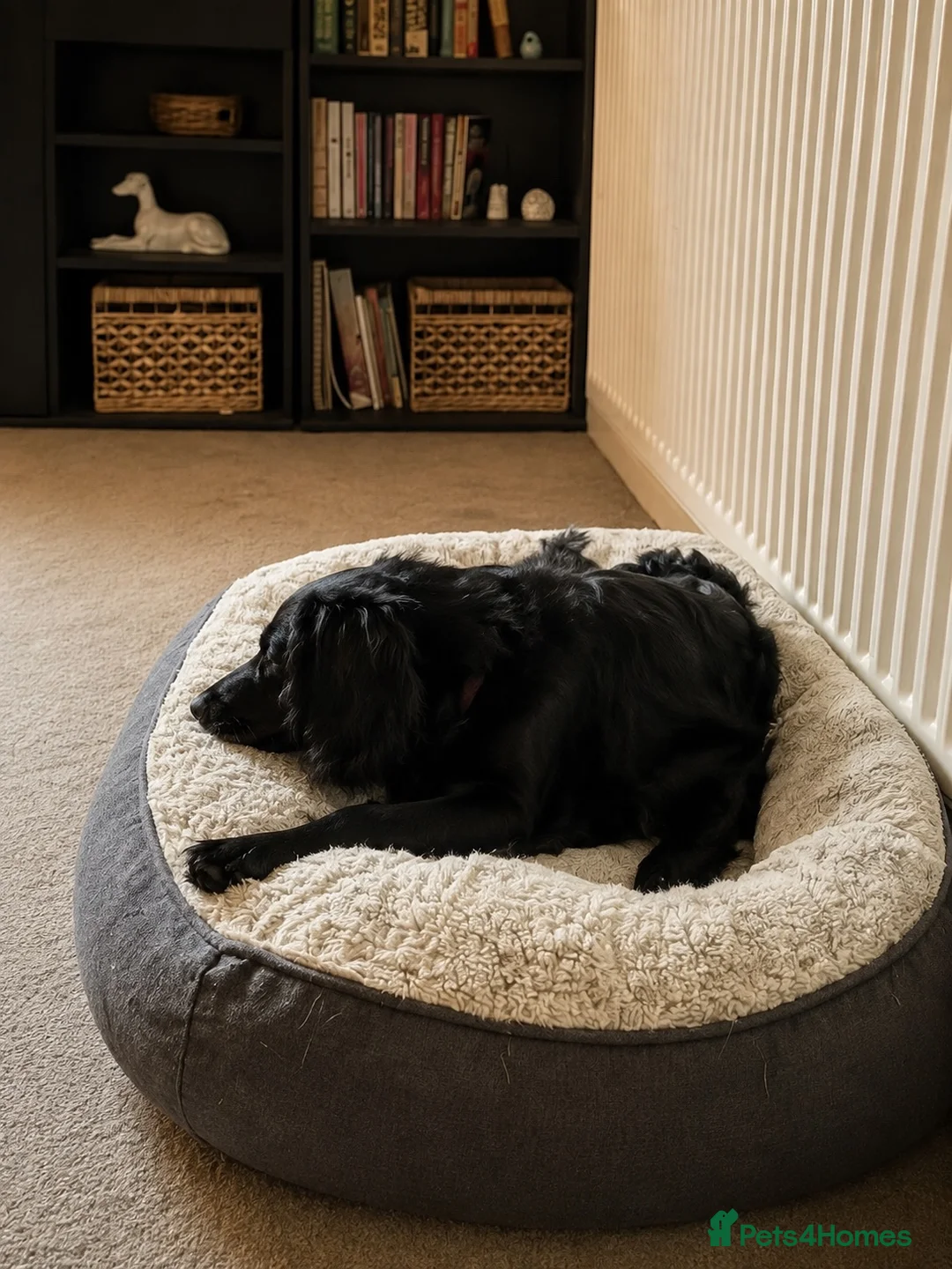 Cockapoo dogs for sale: Elmo cavapoo in Morpeth - Advert 2