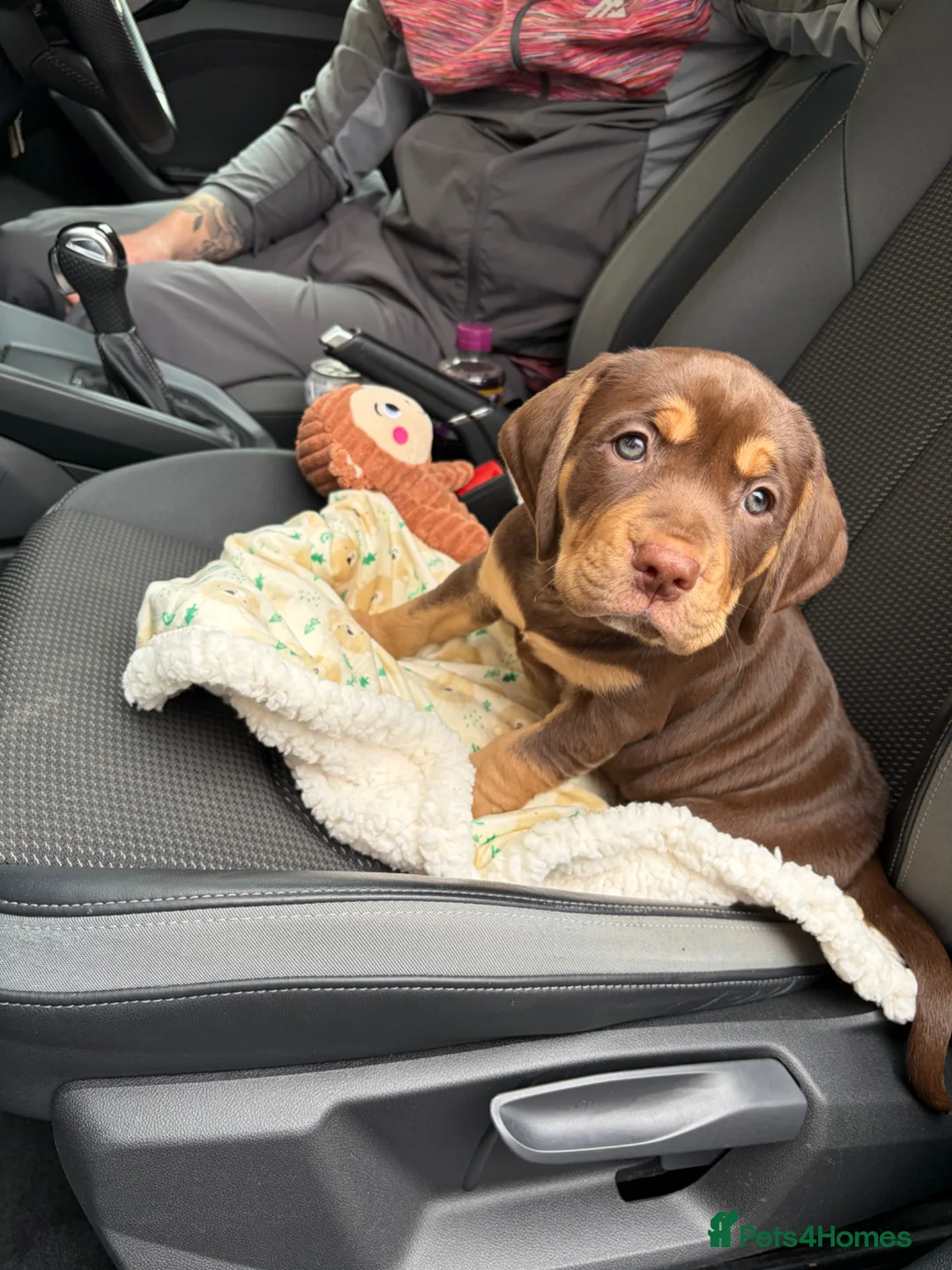 Mixed Breed dogs for sale: Mixed Breed Puppy - Advert 5