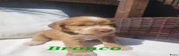 Cocker Spaniel dogs for sale: Beautiful golden working cocker spaniel puppies  - Advert 9